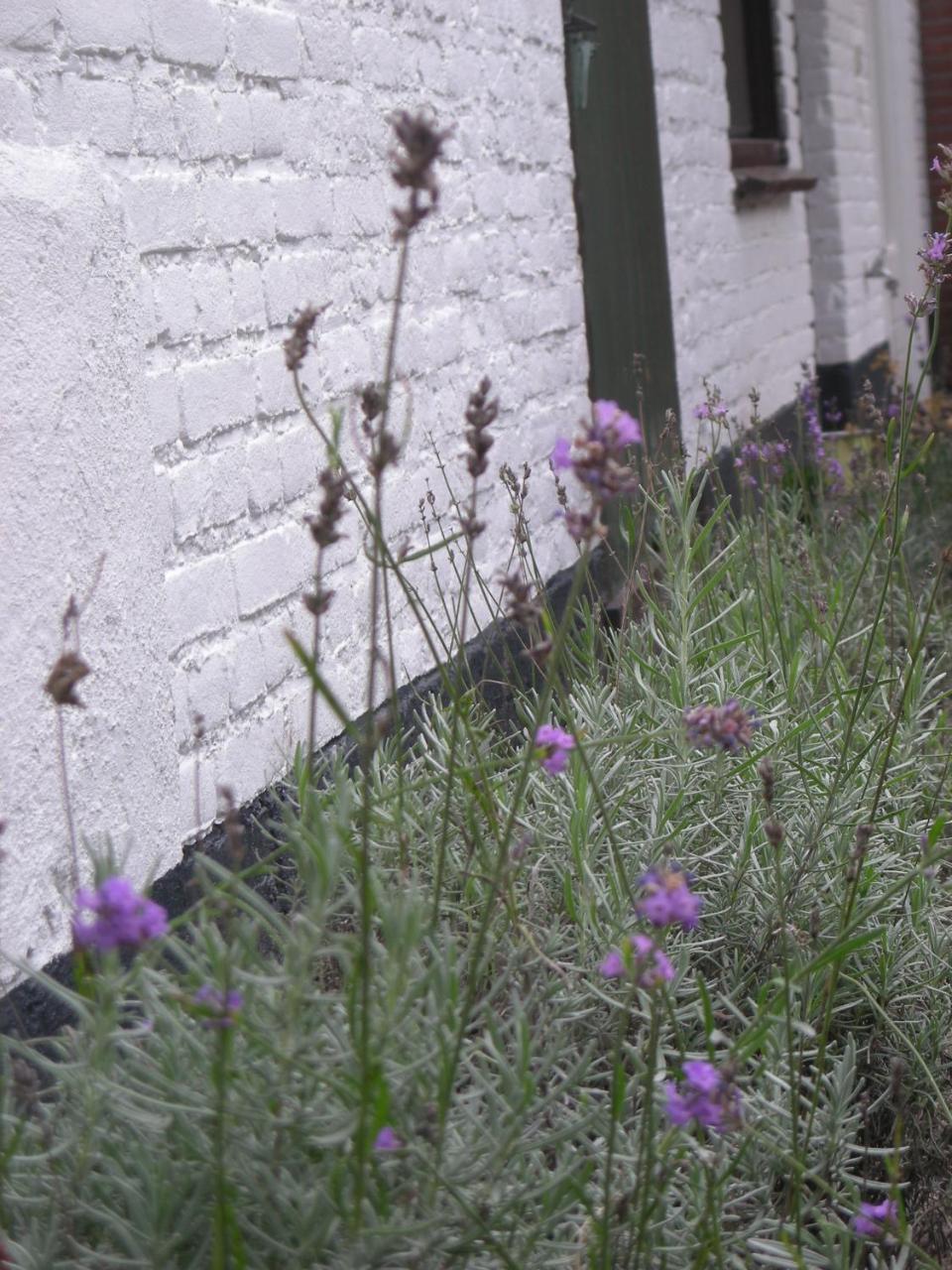 Bed and Breakfast Het Aambeeld Wanroij Exterior foto