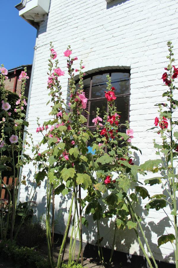 Bed and Breakfast Het Aambeeld Wanroij Exterior foto